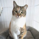 1月12日ひたちなか店に参加するネコスペ事務局の保護猫05