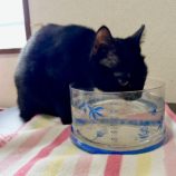 1月12日ひたちなか店に参加するネコスペ事務局の保護猫06