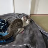 1月12日ひたちなか店に参加するネコスペ事務局の保護猫07