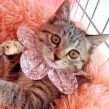 1月12日ひたちなか店に参加するネコスペ事務局の保護猫08