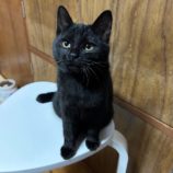 1月12日ひたちなか店に参加するネコスペ事務局の保護猫10