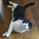 1月12日ひたちなか店に参加するネコスペ事務局の保護猫11