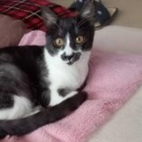 1月12日ひたちなか店に参加するネコスペ事務局の保護猫12