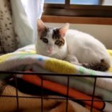 1月12日ひたちなか店に参加するネコスペ事務局の保護猫13