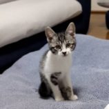 1月12日ひたちなか店に参加するネコスペ事務局の保護猫14