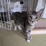 1月12日ひたちなか店に参加するネコスペ事務局の保護猫15