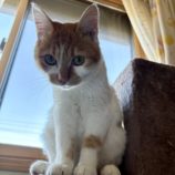 1月12日ひたちなか店に参加するネコスペ事務局の保護猫16