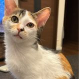 1月12日ひたちなか店に参加するネコスペ事務局の保護猫18