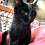 1月12日ひたちなか店に参加するネコスペ事務局の保護猫19