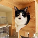 1月19日ひたちなか店に参加するホーリーキャットの保護猫01