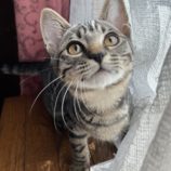 1月19日ひたちなか店に参加するホーリーキャットの保護猫02