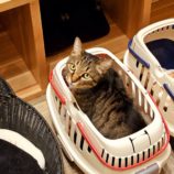 1月19日ひたちなか店に参加するホーリーキャットの保護猫03