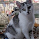 1月19日ひたちなか店に参加するホーリーキャットの保護猫04