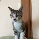 1月19日ひたちなか店に参加するホーリーキャットの保護猫05