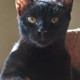 1月19日ひたちなか店に参加するホーリーキャットの保護猫06