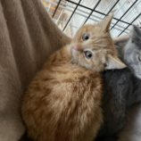 1月19日ひたちなか店に参加するホーリーキャットの保護猫07