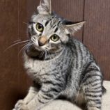 1月19日ひたちなか店に参加するホーリーキャットの保護猫08