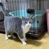 1月19日ひたちなか店に参加するホーリーキャットの保護猫09