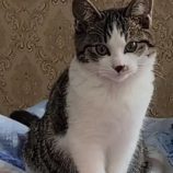 1月19日ひたちなか店に参加するホーリーキャットの保護猫10