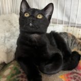 1月19日ひたちなか店に参加するホーリーキャットの保護猫12