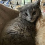 1月19日ひたちなか店に参加するホーリーキャットの保護猫13