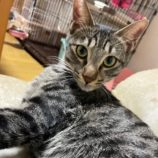 1月19日ひたちなか店に参加するホーリーキャットの保護猫14