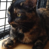 1月19日ひたちなか店に参加するホーリーキャットの保護猫15