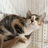 1月19日ひたちなか店に参加するホーリーキャットの保護猫16