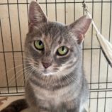 1月19日ひたちなか店に参加するホーリーキャットの保護猫17