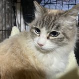 1月19日ひたちなか店に参加するホーリーキャットの保護猫18