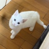 1月19日ひたちなか店に参加するホーリーキャットの保護猫19