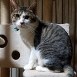 1月19日ひたちなか店に参加するホーリーキャットの保護猫22