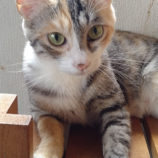 1月19日ひたちなか店に参加するホーリーキャットの保護猫24