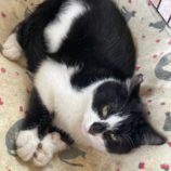 1月19日ひたちなか店に参加するホーリーキャットの保護猫25