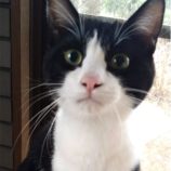 1月19日ひたちなか店に参加するホーリーキャットの保護猫26