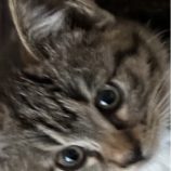 1月19日ひたちなか店に参加するホーリーキャットの保護猫27