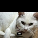 1月19日ひたちなか店に参加するホーリーキャットの保護猫28