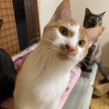 2月1日市原店に参加する美浜ねこ会の保護猫02