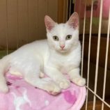 2月1日市原店に参加する美浜ねこ会の保護猫03