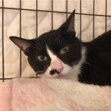 2月1日市原店に参加する美浜ねこ会の保護猫05