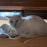 2月1日市原店に参加する美浜ねこ会の保護猫06