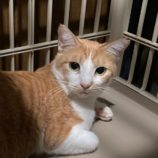 2月1日市原店に参加する美浜ねこ会の保護猫07