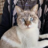 2月1日市原店に参加する美浜ねこ会の保護猫08