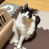 2月1日市原店に参加する美浜ねこ会の保護猫09