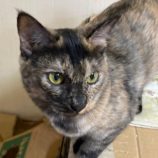 2月1日市原店に参加する美浜ねこ会の保護猫10