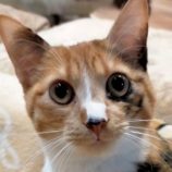 1月26日君津店に参加する富津ねこネットの保護猫01