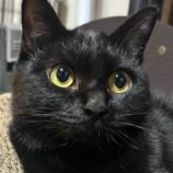 1月26日君津店に参加する富津ねこネットの保護猫02