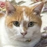 1月26日君津店に参加する富津ねこネットの保護猫03