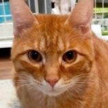 1月26日君津店に参加する富津ねこネットの保護猫04