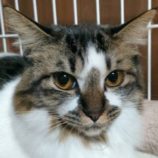 1月26日君津店に参加する富津ねこネットの保護猫05